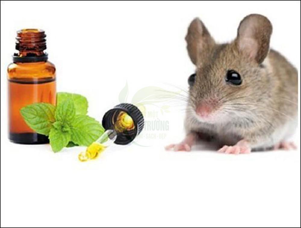 Đuổi chuột bằng tinh dầu bạc hà