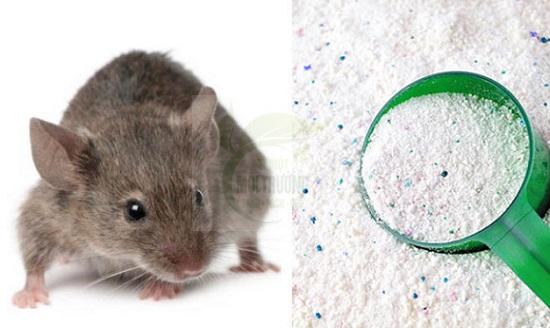 Đuổi chuột bằng bột giặt
